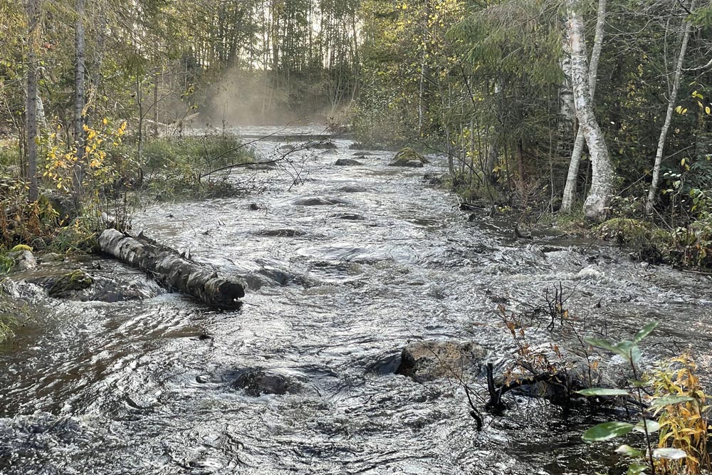 En älv som rinner i en skog